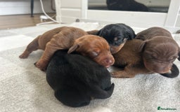 Miniature Dachshund dogs for sale: 1 left KC, PRA Clear, miniature dachshund pups  - Image 4