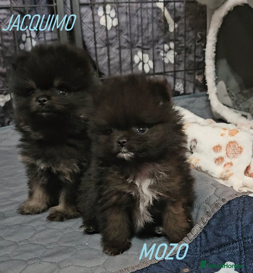 Pomeranian dogs FULLY VACCINATED. Champion line, Pomeranian pups - Advert 2