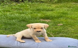 Labrador Retriever dogs for sale: KC registered working strain Labrador puppies - Image 1