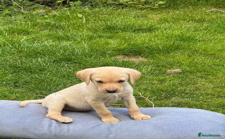 Labrador Retriever dogs - Advert 7