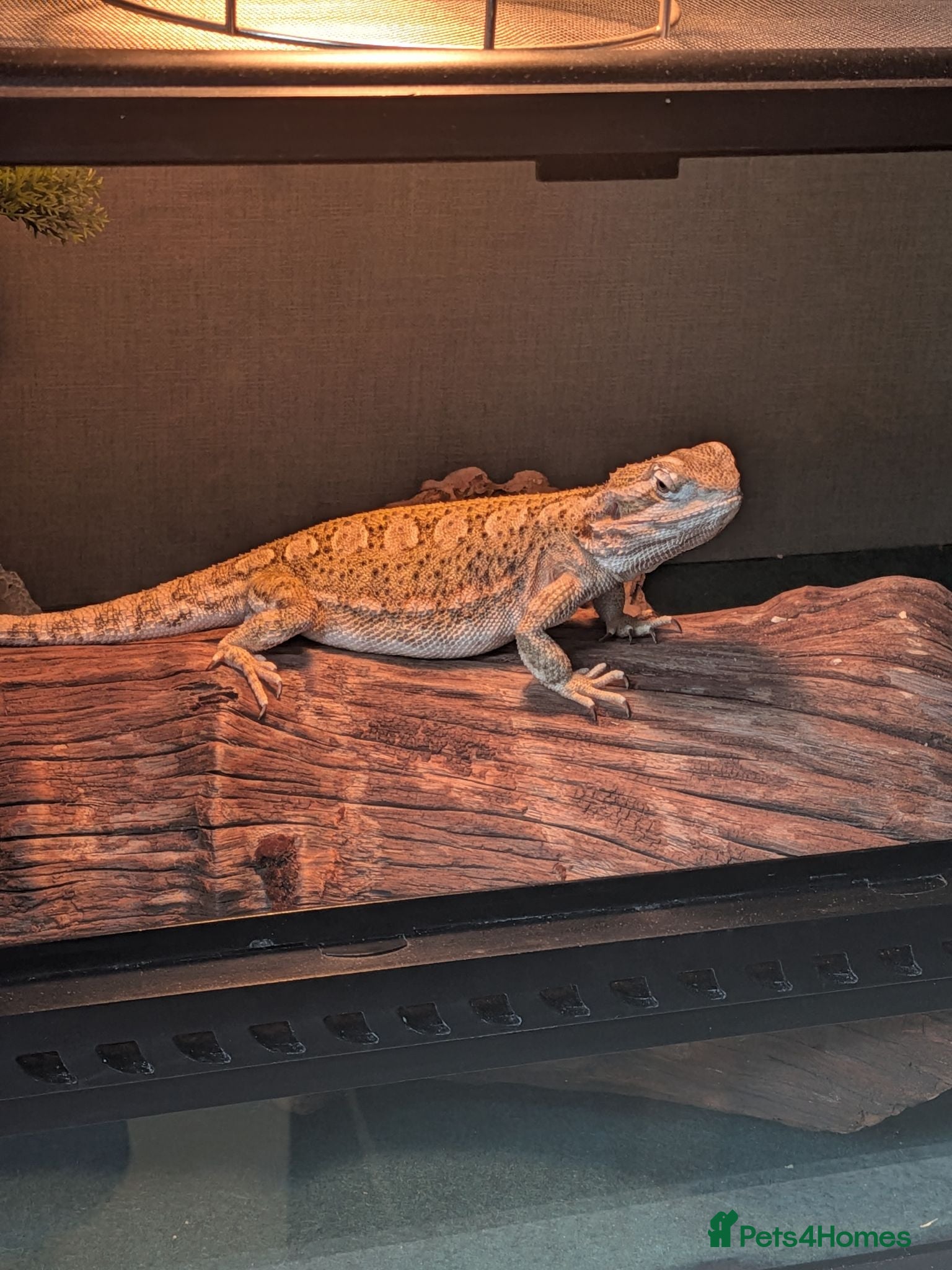 Dragon reptiles Rankin Dragon (Dwarf Bearded Dragon) + Set up - Advert 16