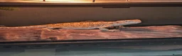 Dragon reptiles for sale: Rankin Dragon (Dwarf Bearded Dragon) + Set up - Advert 1