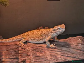 Dragon reptiles Rankin Dragon (Dwarf Bearded Dragon) + Set up - Advert 16