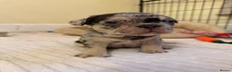 French Bulldog dogs for sale: French Bulldog Puppies – 3 Girls & 1 Boy 🐾💕 - Advert 11