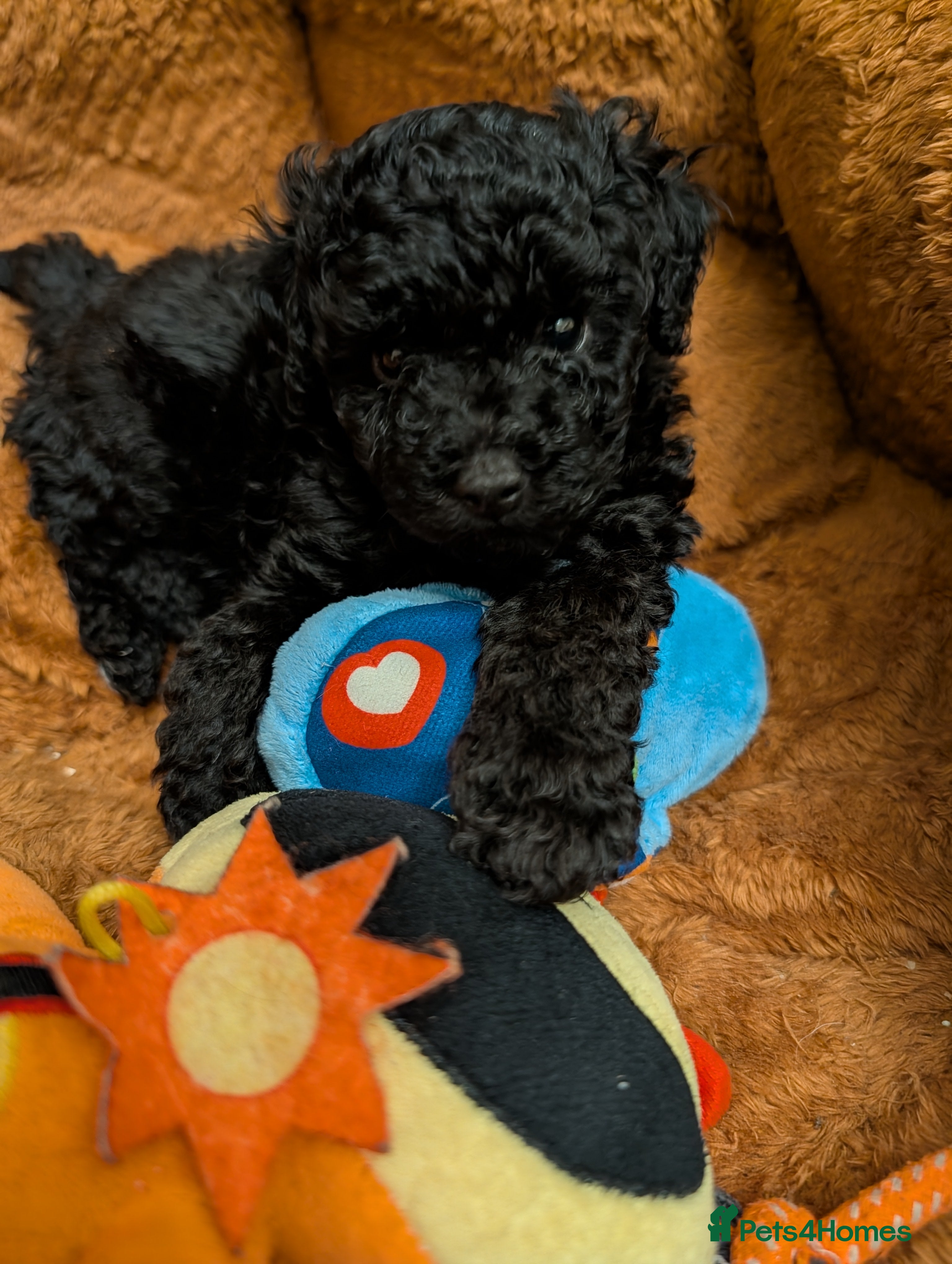 Chipoo dogs Beautiful tiny fluffy chipoos - Advert 8