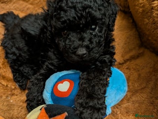 Chipoo dogs Beautiful tiny fluffy chipoos - Advert 8