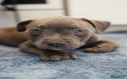 Dorset Olde Tyme Bulldogge dogs for sale: Olde Tyme Bulldog Cross Puppies - Ready Now - Image 9