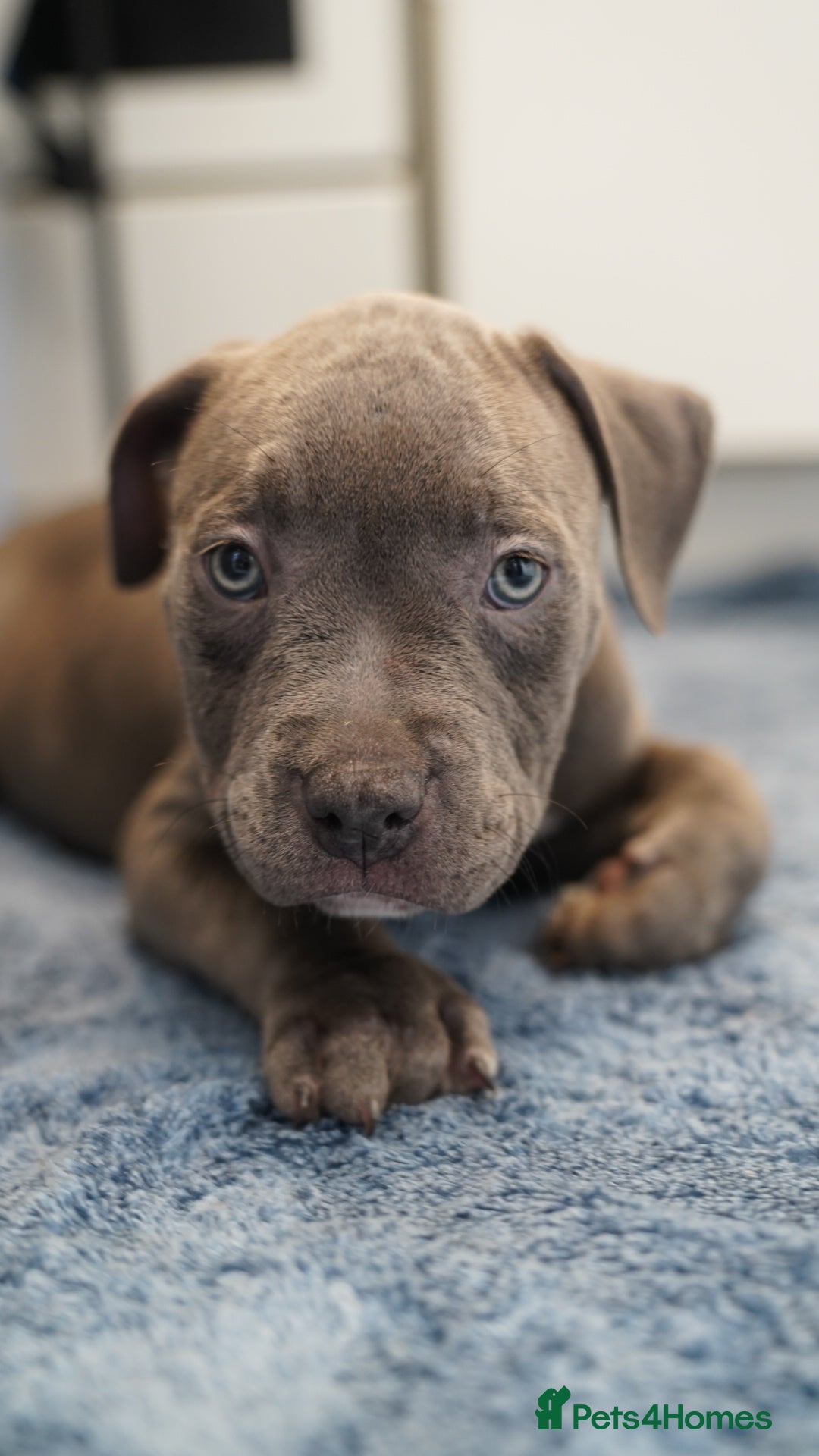 Dorset Olde Tyme Bulldogge dogs for sale: Olde Tyme Bulldog Cross Puppies - Ready Now - Image 9