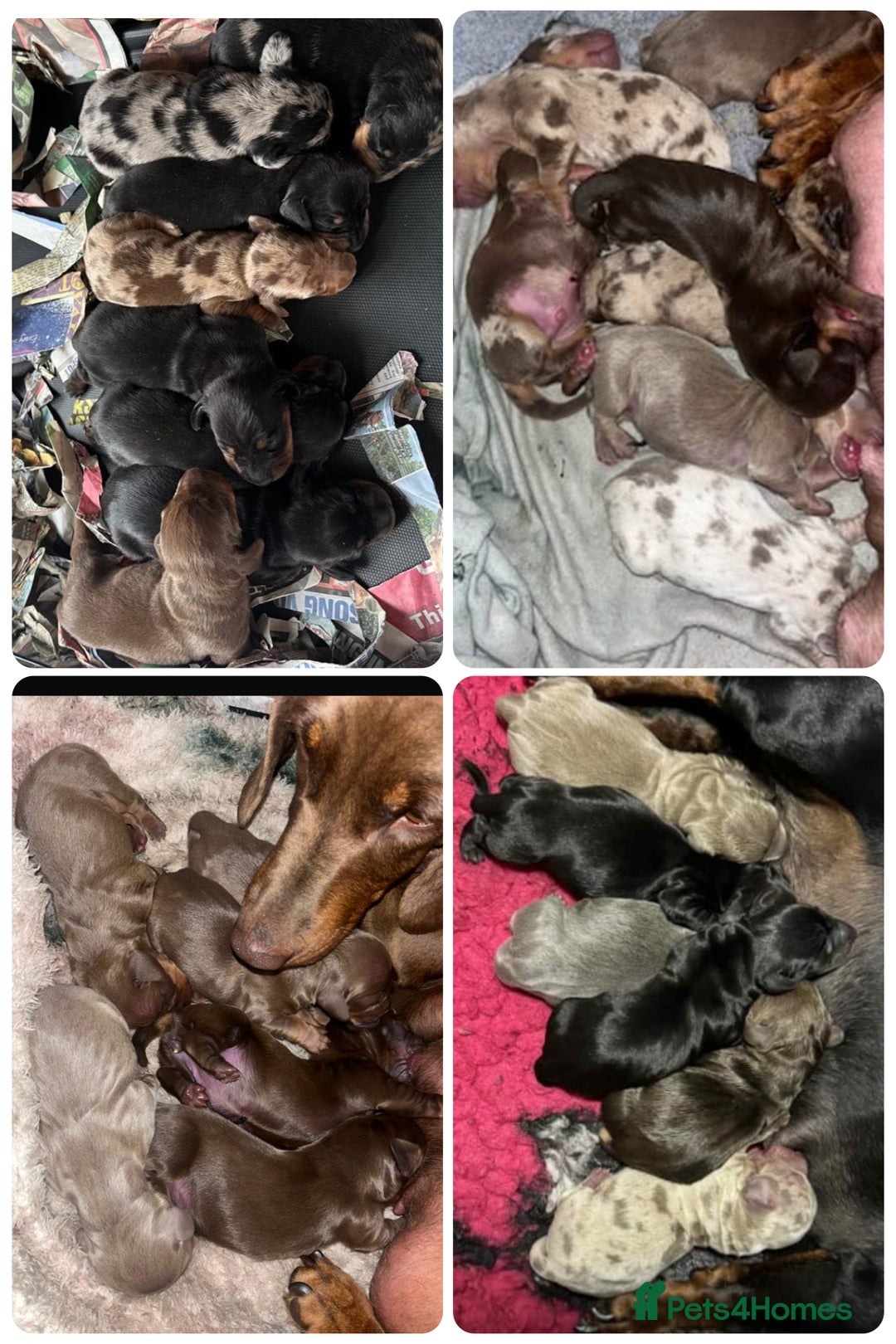 Miniature Dachshund dogs for stud: Birminghams Mr Mini Milky. PROVEN KC Mini Dax stud in Birmingham - Image 7