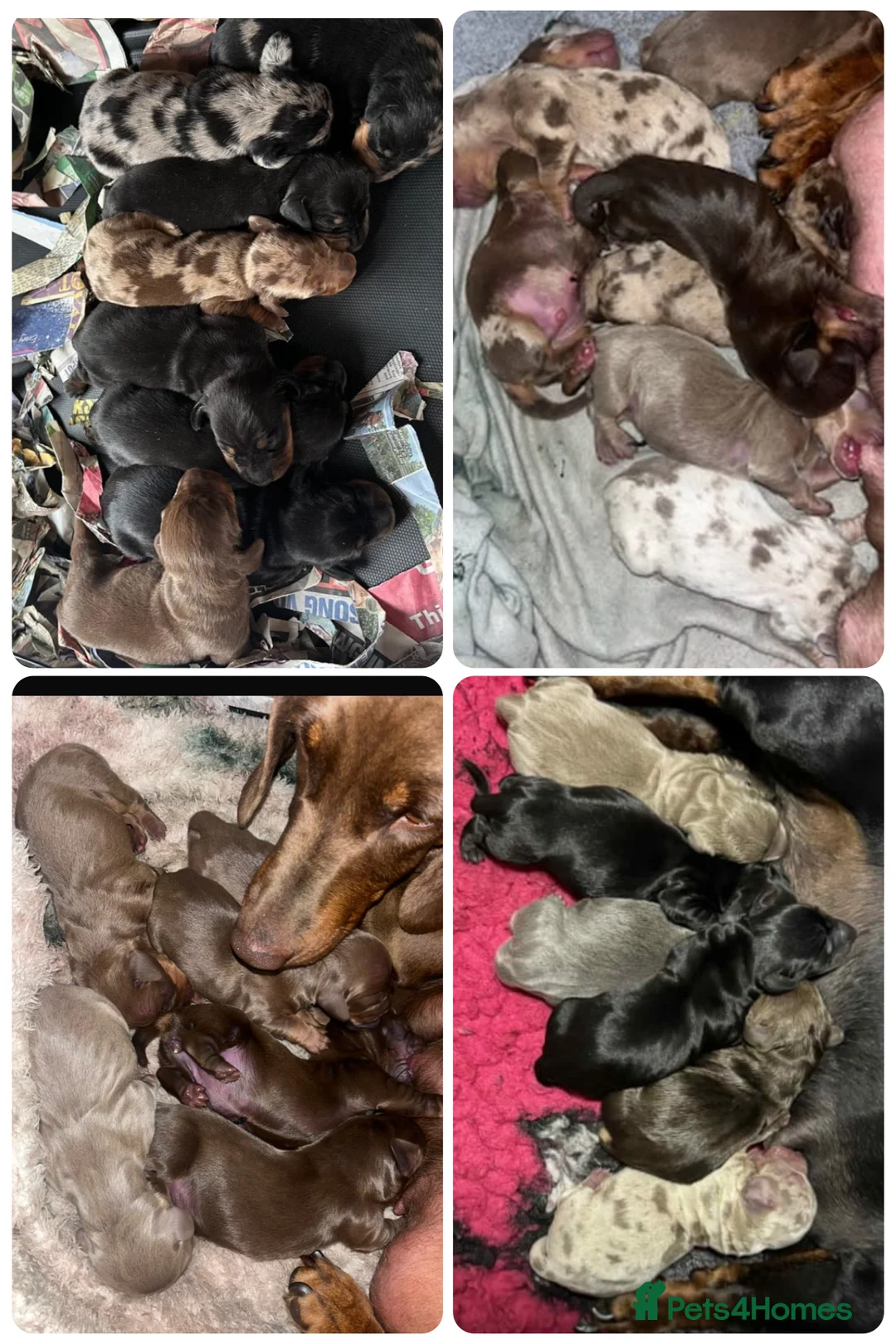Miniature Dachshund dogs for stud: Birminghams Mr Mini Milky. PROVEN KC Mini Dax stud in Birmingham - Advert 7