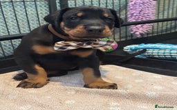 Dobermann dogs for sale: Superb Quality Doberman Puppies - Image 8