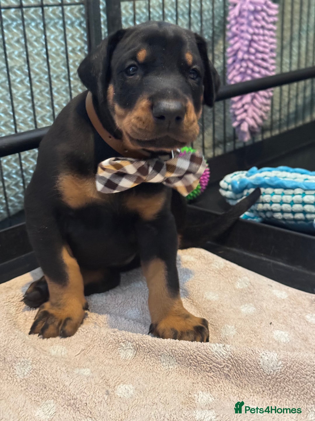 Dobermann dogs for sale: Superb Quality Doberman Puppies - Image 8