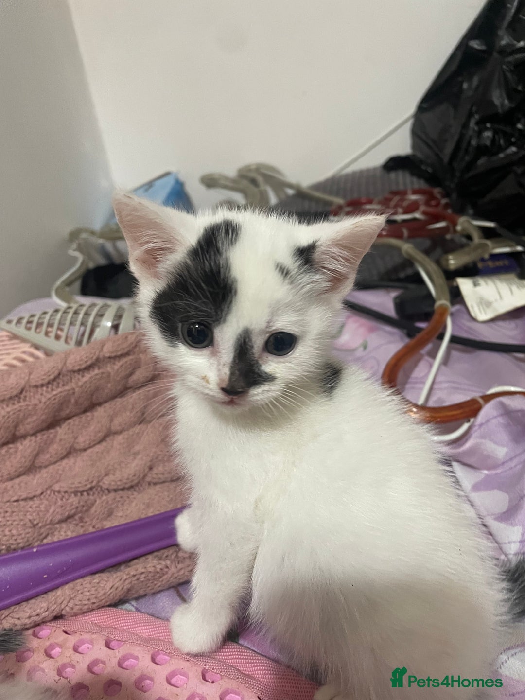 Mixed Breed cats for sale: Ragdoll x babies - Advert 9