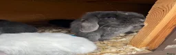 Mini Lop rabbits for sale: Beautiful mini lop ready for new homes  - Advert 15