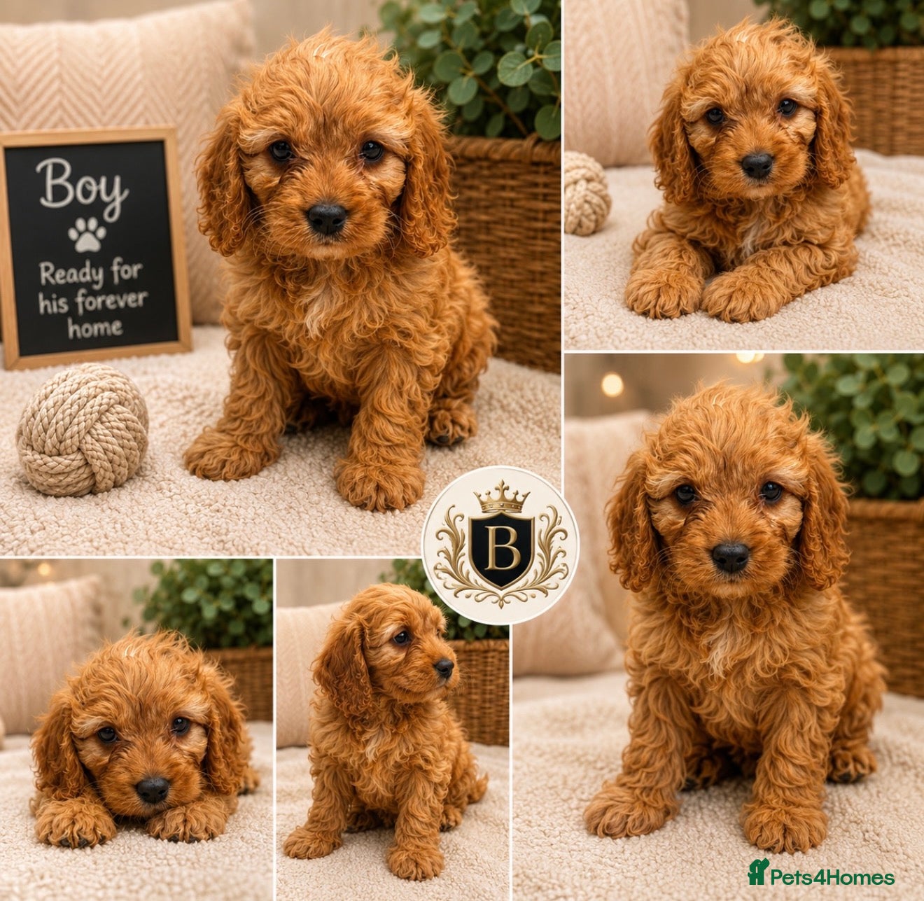 Cavapoo dogs Beautiful F1b Cavapoo’s 🧬 Health Tested Parents - Advert 1