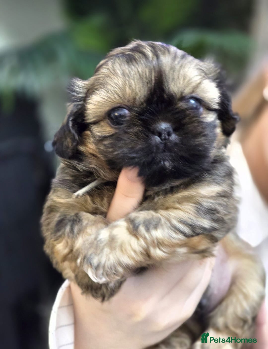 Shih Tzu dogs Beautiful Shih Tzu Puppies Ready to Leave 19.12.25 - Advert 1