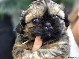 Shih Tzu dogs Beautiful Shih Tzu Puppies Ready to Leave 19.12.25 - Advert 13