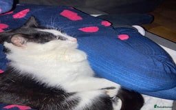 Domestic Shorthair cats for sale: Beautiful cats - Image 8