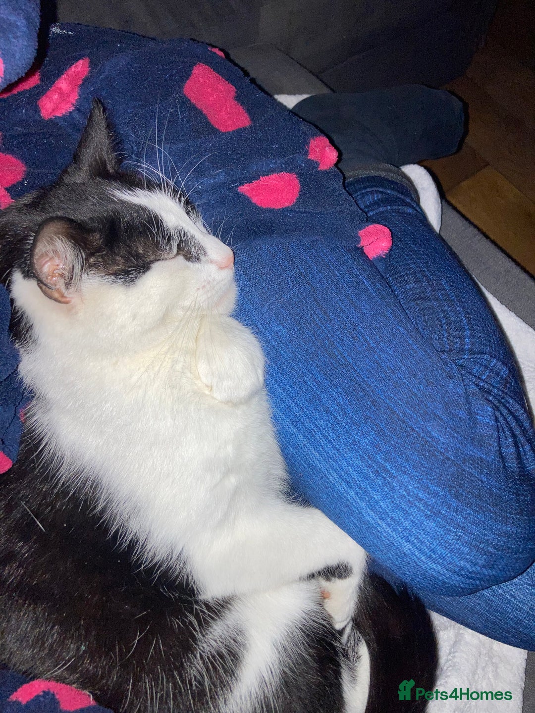 Domestic Shorthair cats for sale: Beautiful cats - Image 8