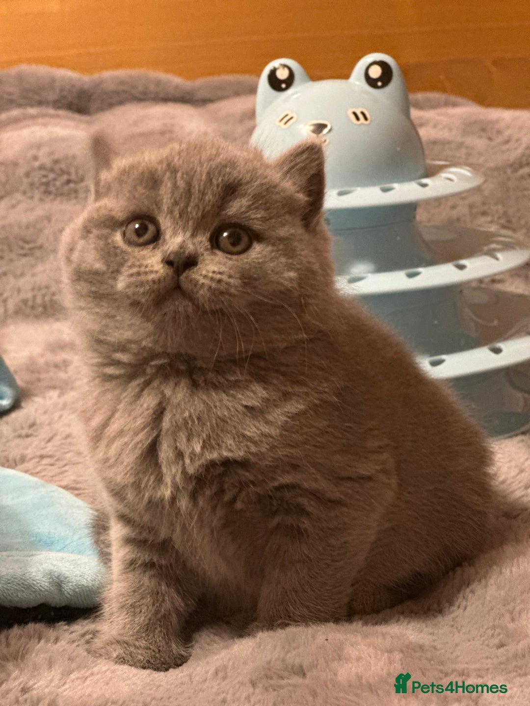 British Shorthair cats for sale: GCCF registered kitten  - Advert 4