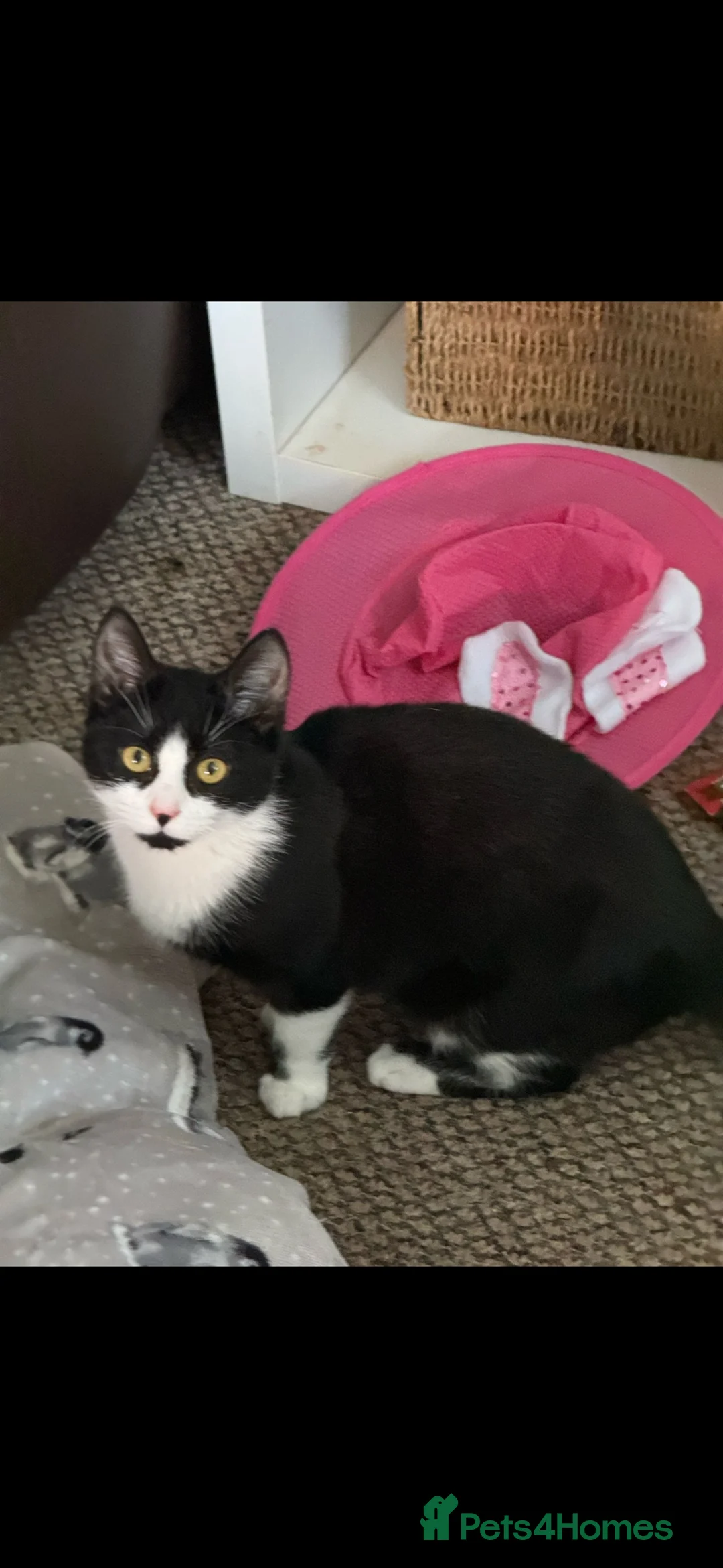 Domestic Shorthair cats for sale: 3 male kittens £40 each  - Advert 6