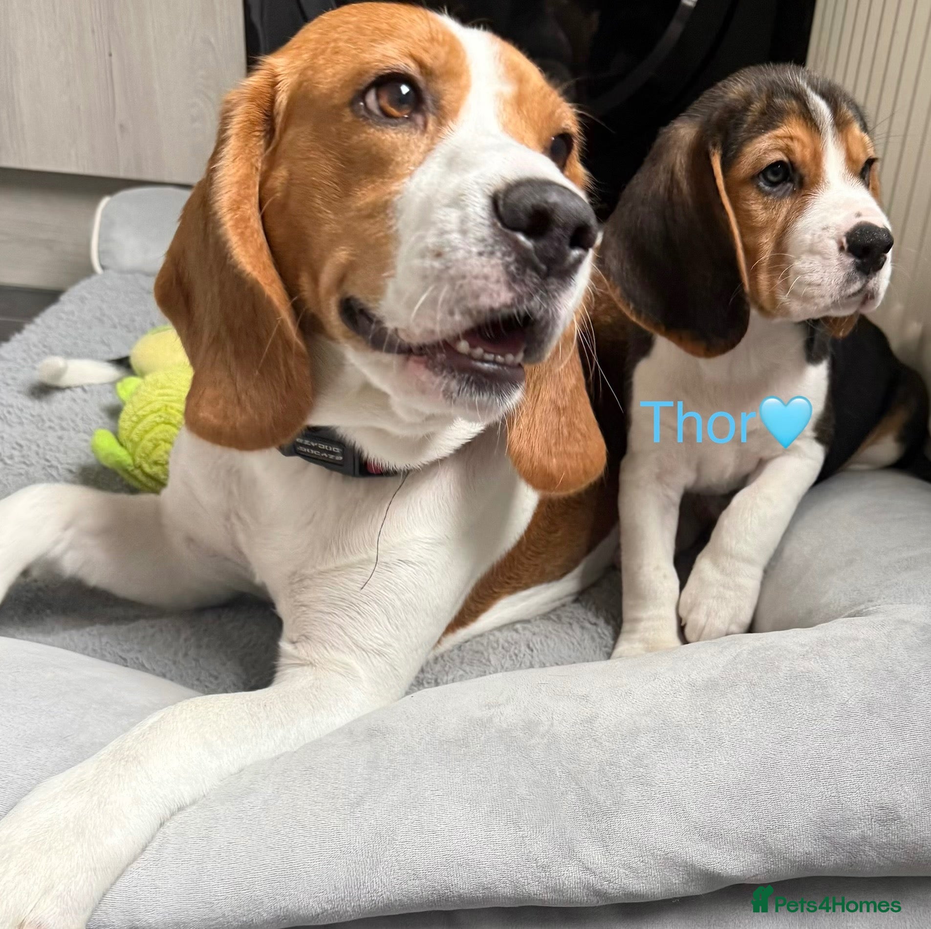 Beagle dogs for sale: Beagle puppies 🐶🐾 ready to leave!!🩷🩵 - Advert 2