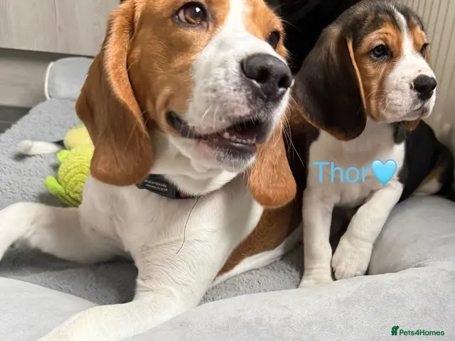 Beagle dogs for sale: Beagle puppies 🐶🐾 ready to leave!!🩷🩵 - Advert 2