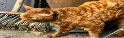 Devon Rex cats for sale: GCCF female longhair Devon Rex  - Advert 3
