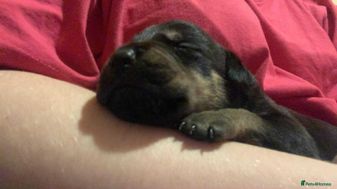 Mixed Breed dogs for sale: 4 stunning boys and 5 even more stunning girls - Advert 20