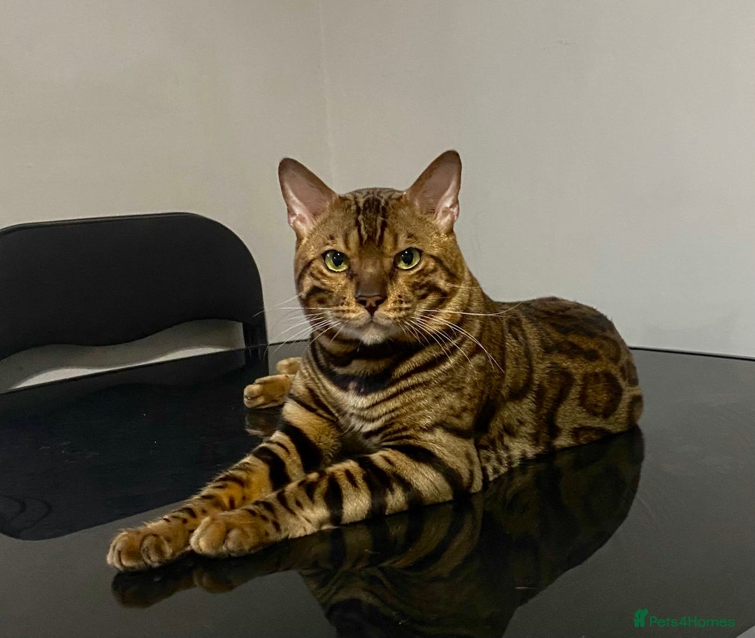 Bengal cats for sale: 2xfemale Bengal kittens tica reg full pedigree  - Advert 4
