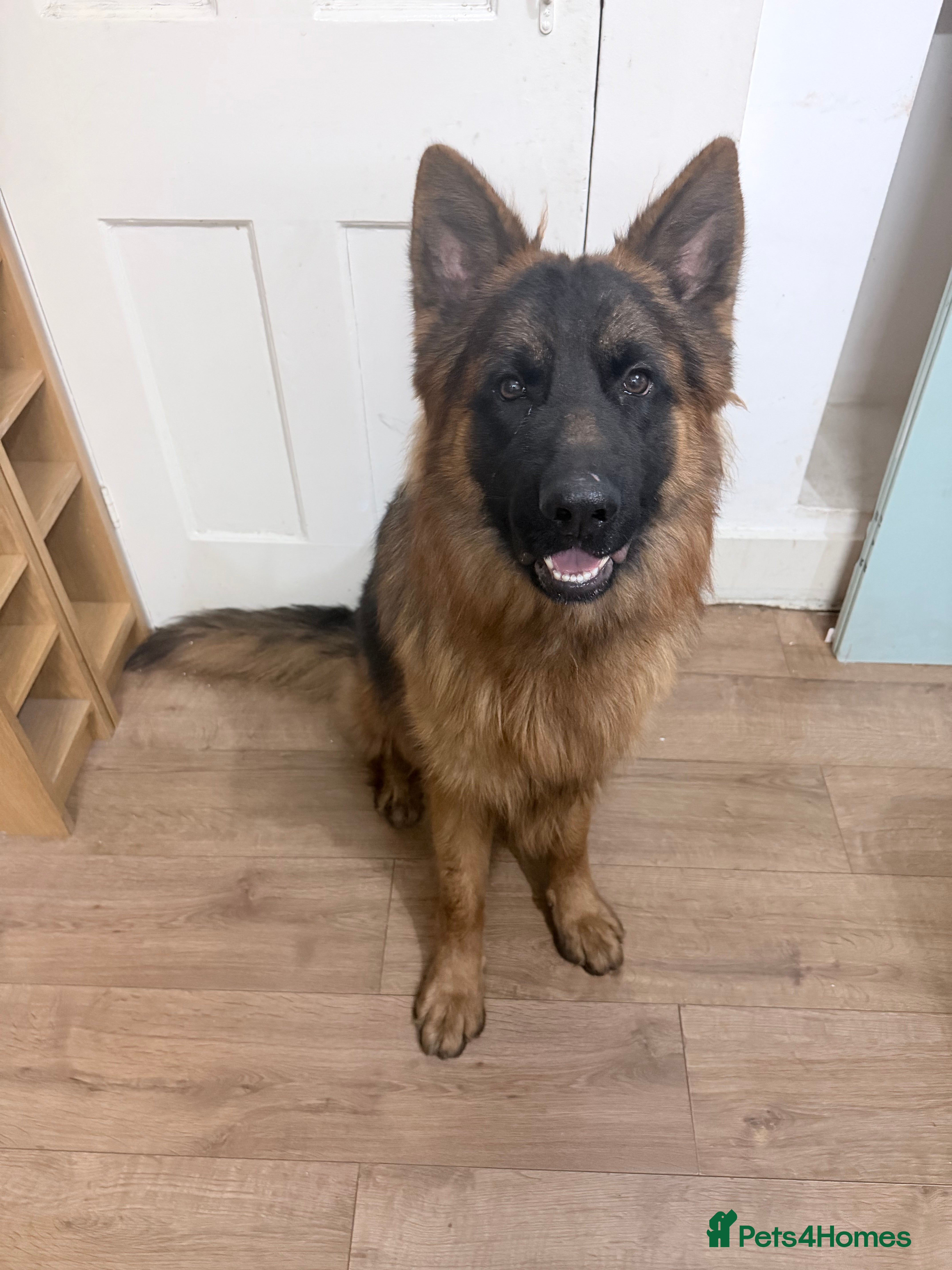 German Shepherd dogs German shepherd long Hair - Advert 15