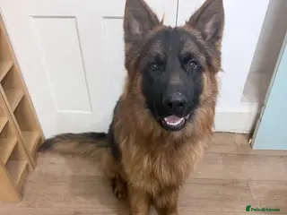 German Shepherd dogs German shepherd long Hair - Advert 15