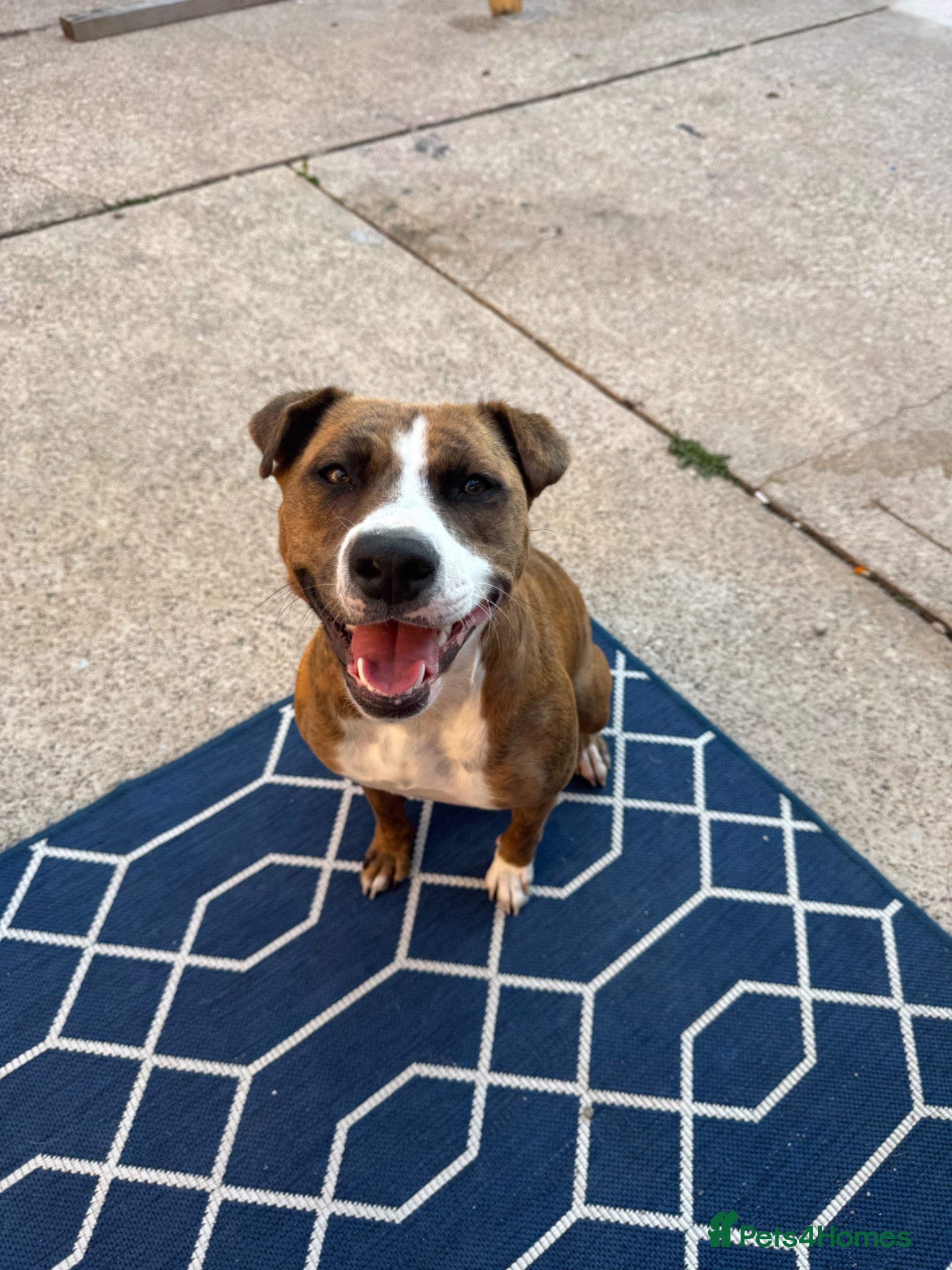 Mixed Breed dogs 2 year old staffyxbullmastif - Advert 2