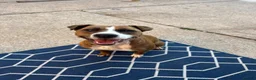 Mixed Breed dogs for sale: 2 year old staffyxbullmastif - Advert 1