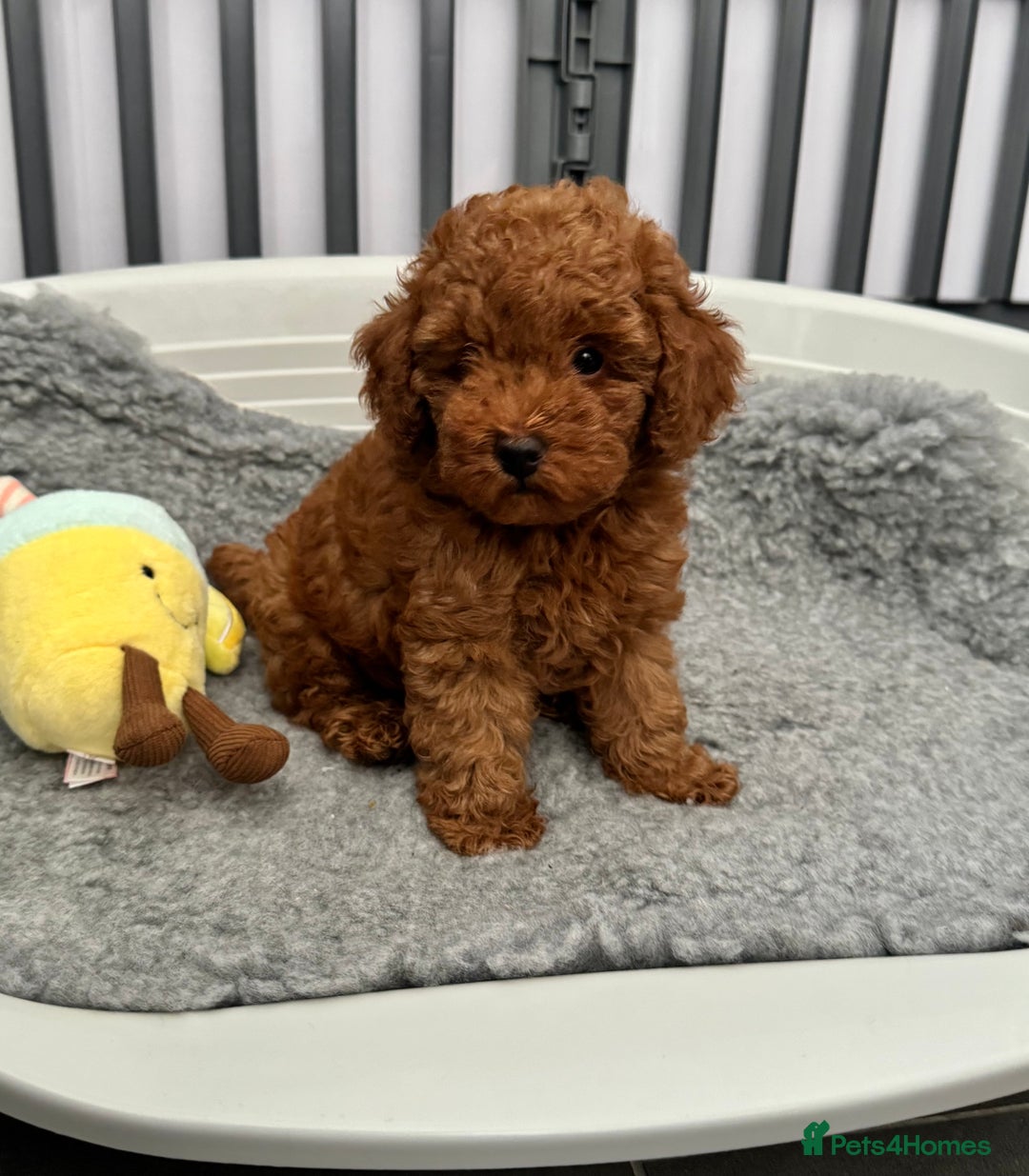 Toy Poodle dogs for sale: Kc reg toy poodle puppies - Image 8