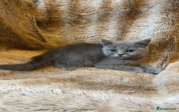 Scottish Fold cats for sale: Scottish fold kittens for sale - Image 7