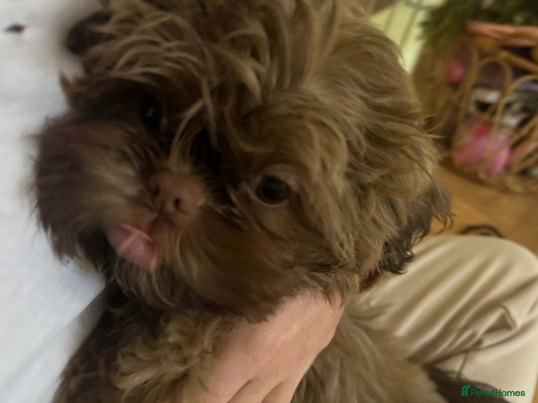 Shih Tzu dogs for sale: Stunning Karashishi Shih tzus - Advert 26