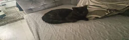 Mixed Breed cats for sale: Kitten  in Birmingham - Advert 5
