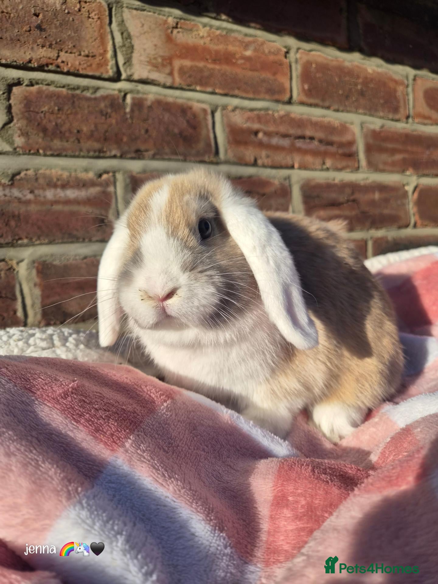 Mixed Breed rabbits Torte lion head lop  - Advert 2
