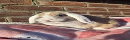 Mixed Breed rabbits for sale: Torte lion head lop  - Advert 1