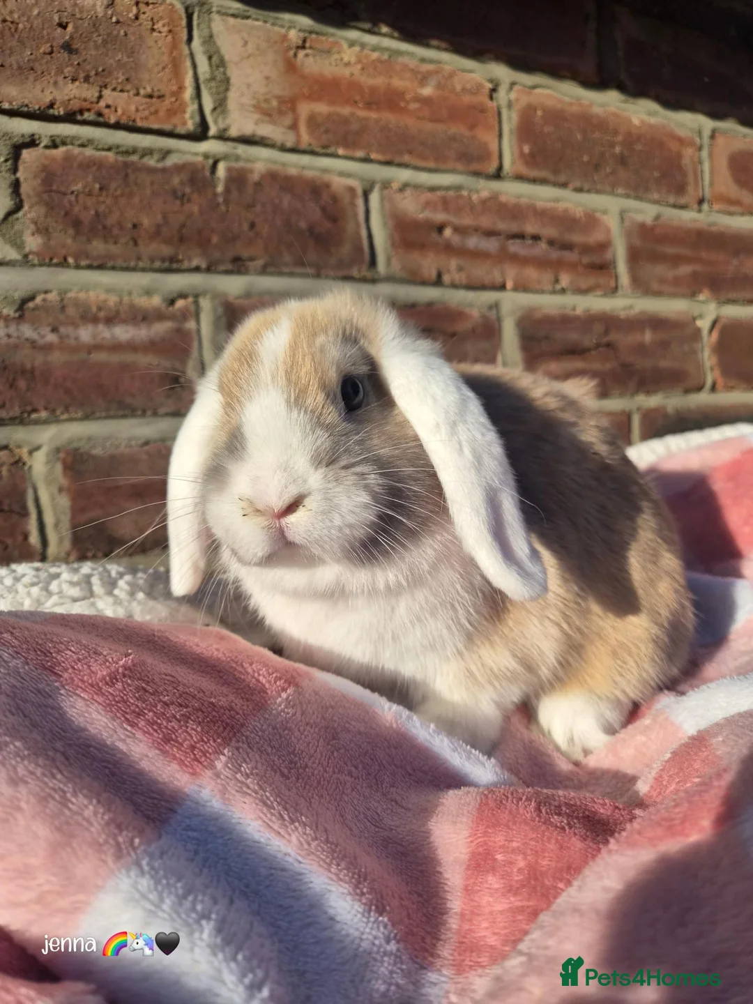 Mixed Breed rabbits for sale: Torte lion head lop  - Advert 1