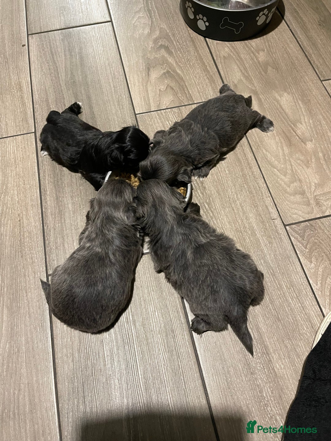 Shih Tzu dogs for sale: imperial karishishi shih tzu - Advert 8