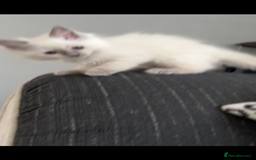 Ragdoll cats for sale: 4xfemales , 1xmale - Advert 5