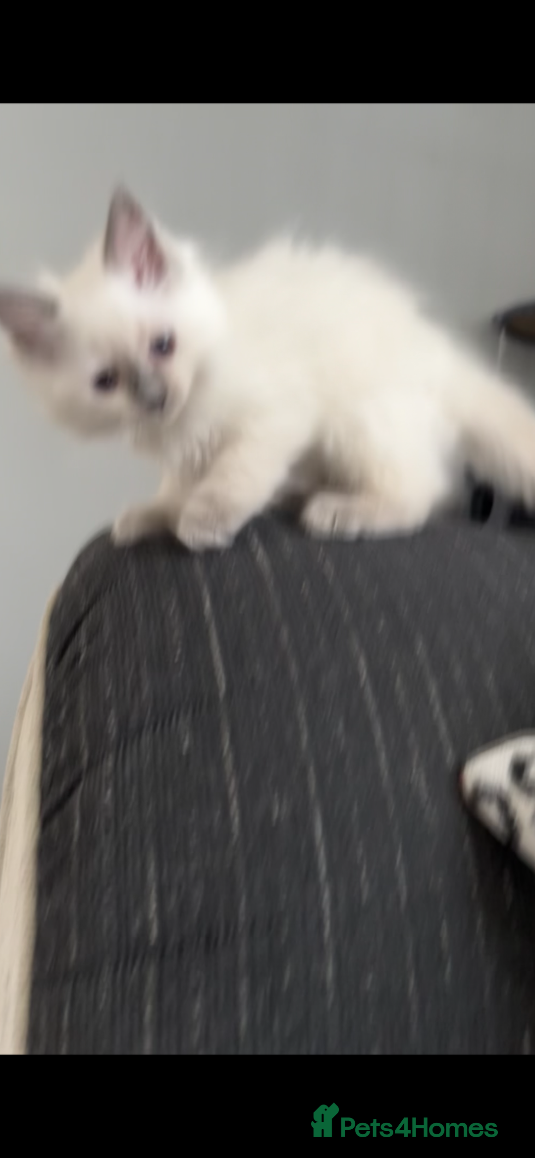 Ragdoll cats for sale: 4xfemales , 1xmale - Advert 5