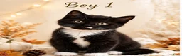 British Longhair cats for sale: British longhair X Kittens  - Advert 3