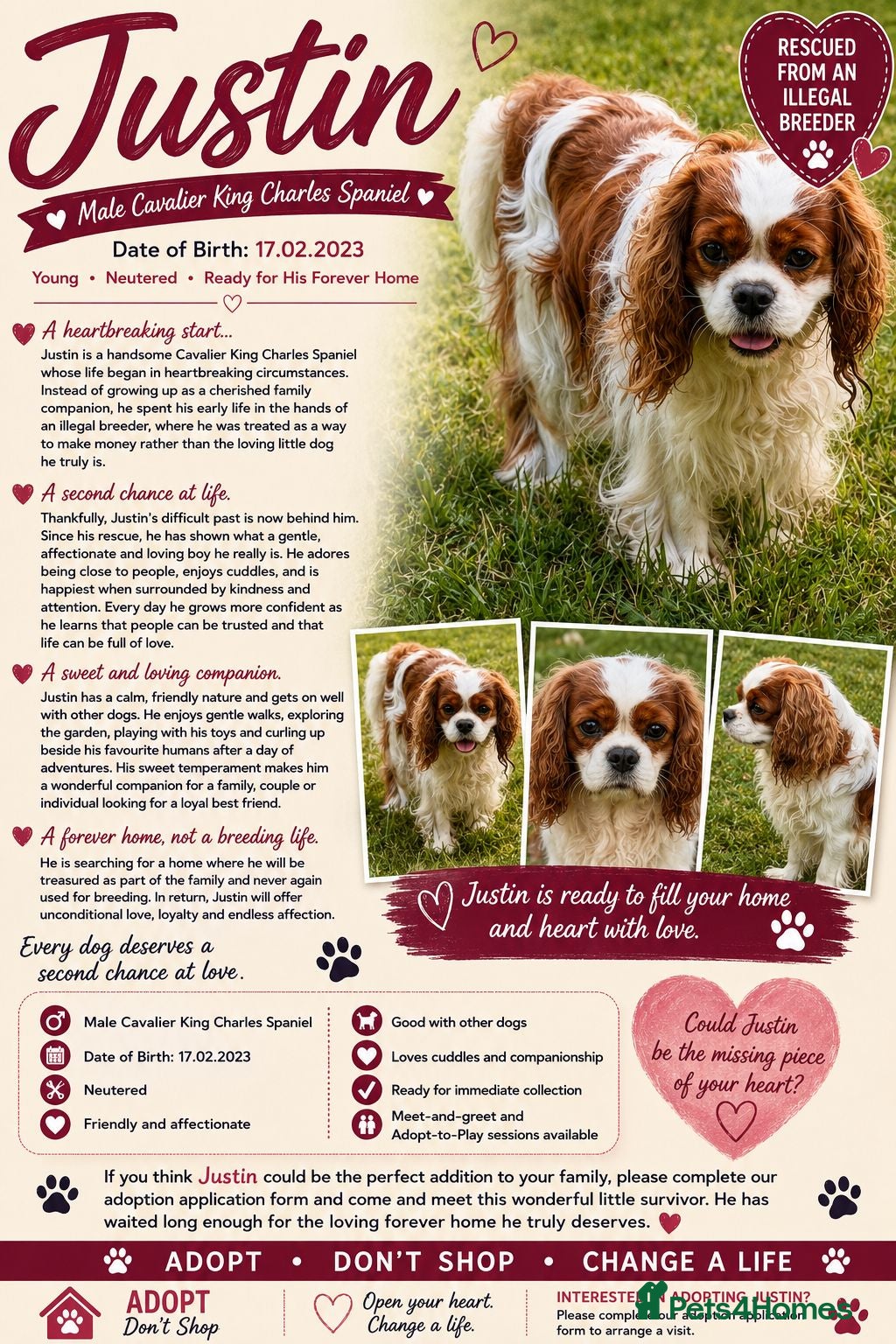 Cavalier King Charles Spaniel dogs 🐾 JUSTIN – Male Cavalier King Charles Spaniel 🐾 - Advert 2