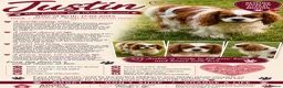 Cavalier King Charles Spaniel dogs for adoption: 🐾 JUSTIN – Male Cavalier King Charles Spaniel 🐾 - Advert 2