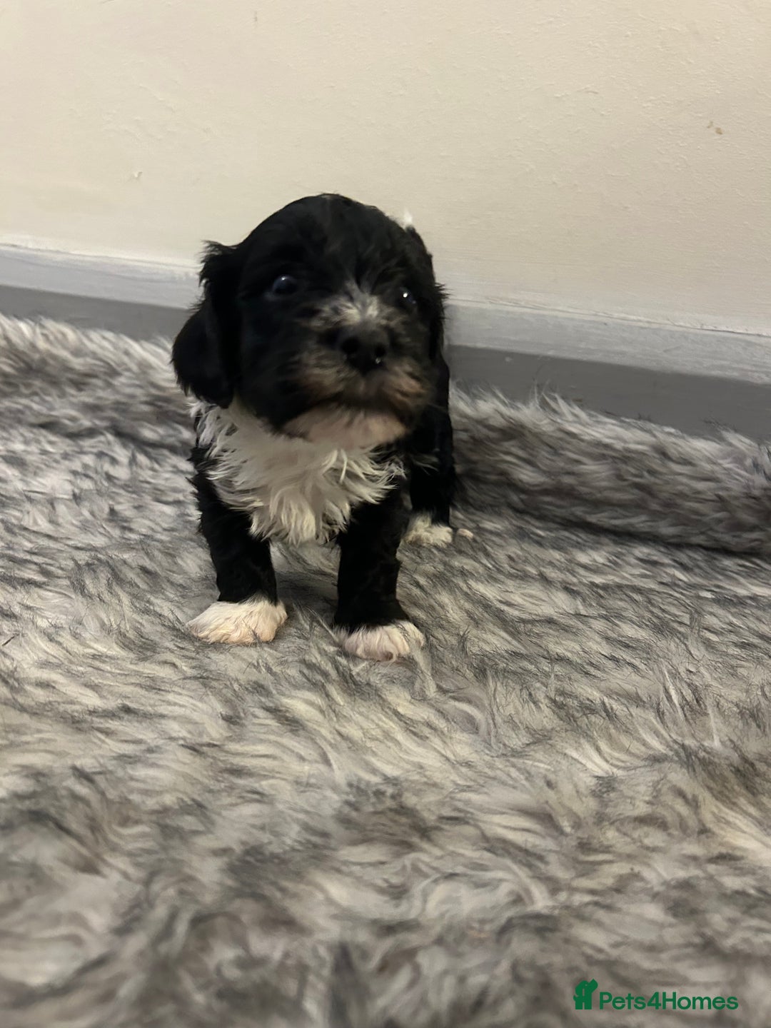 Havanese dogs for sale: 🐾 8 Havanese Puppies for Their Forever Homes 🐾 - Image 4
