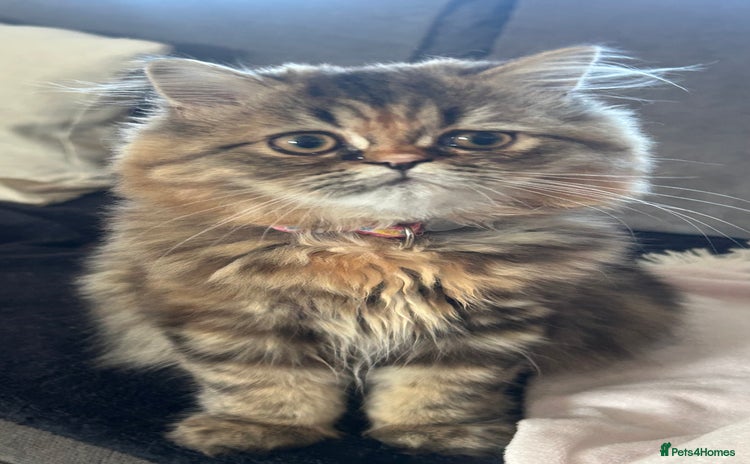 Persian cats in Gateshead - Advert 5