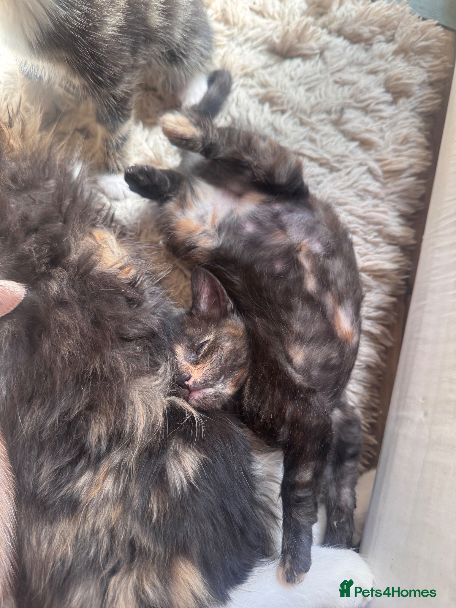 Mixed Breed cats 1 Girl Left! 4 Stunning Fluffy Kittens x Ragdoll - Advert 1